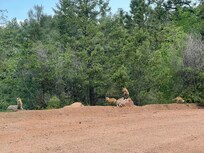 Momma fox and her kits right down the street from the cabin.