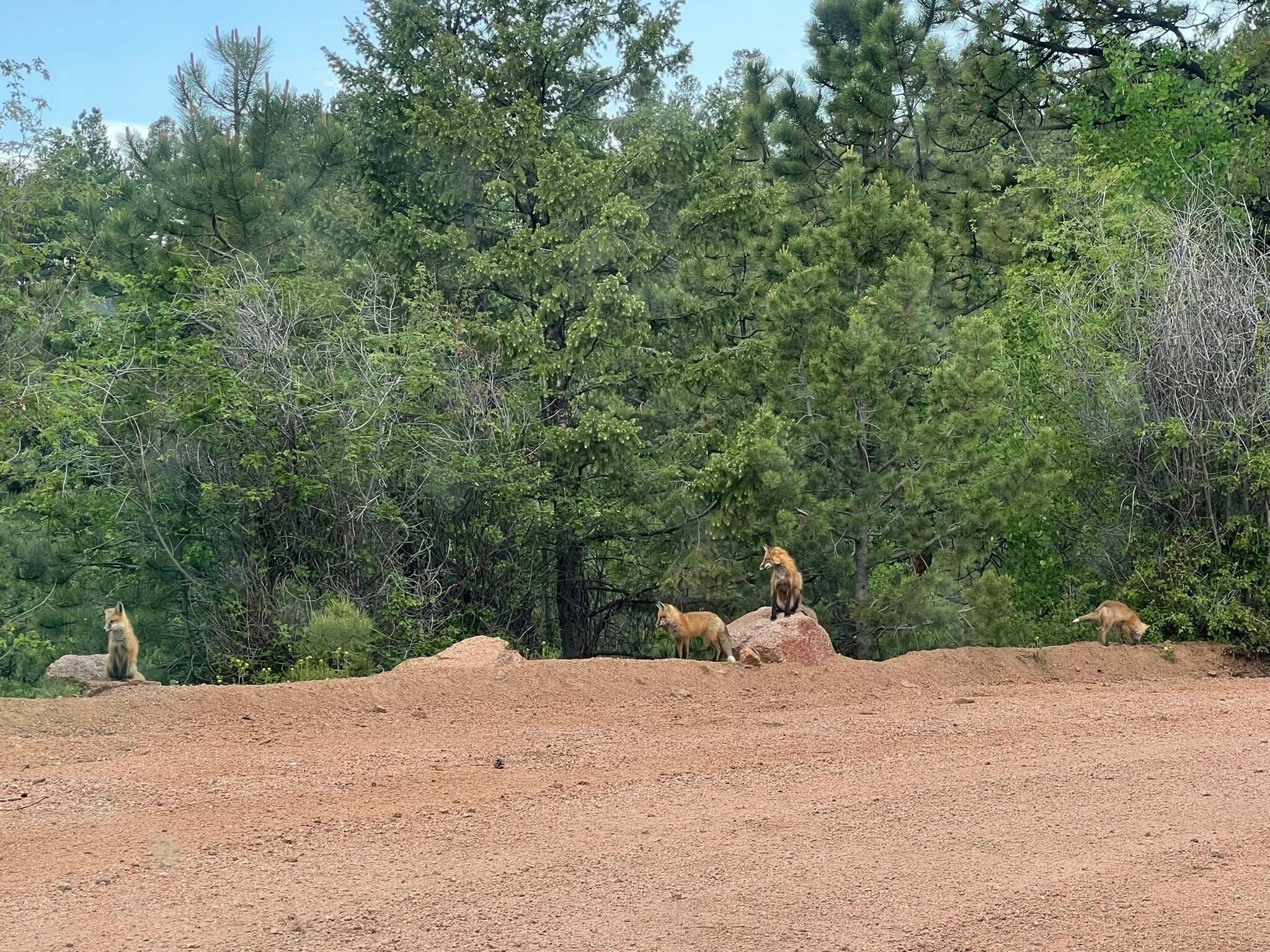 Momma fox and her kits right down the street from the cabin.