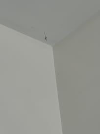 Dust/web hanging from ceiling