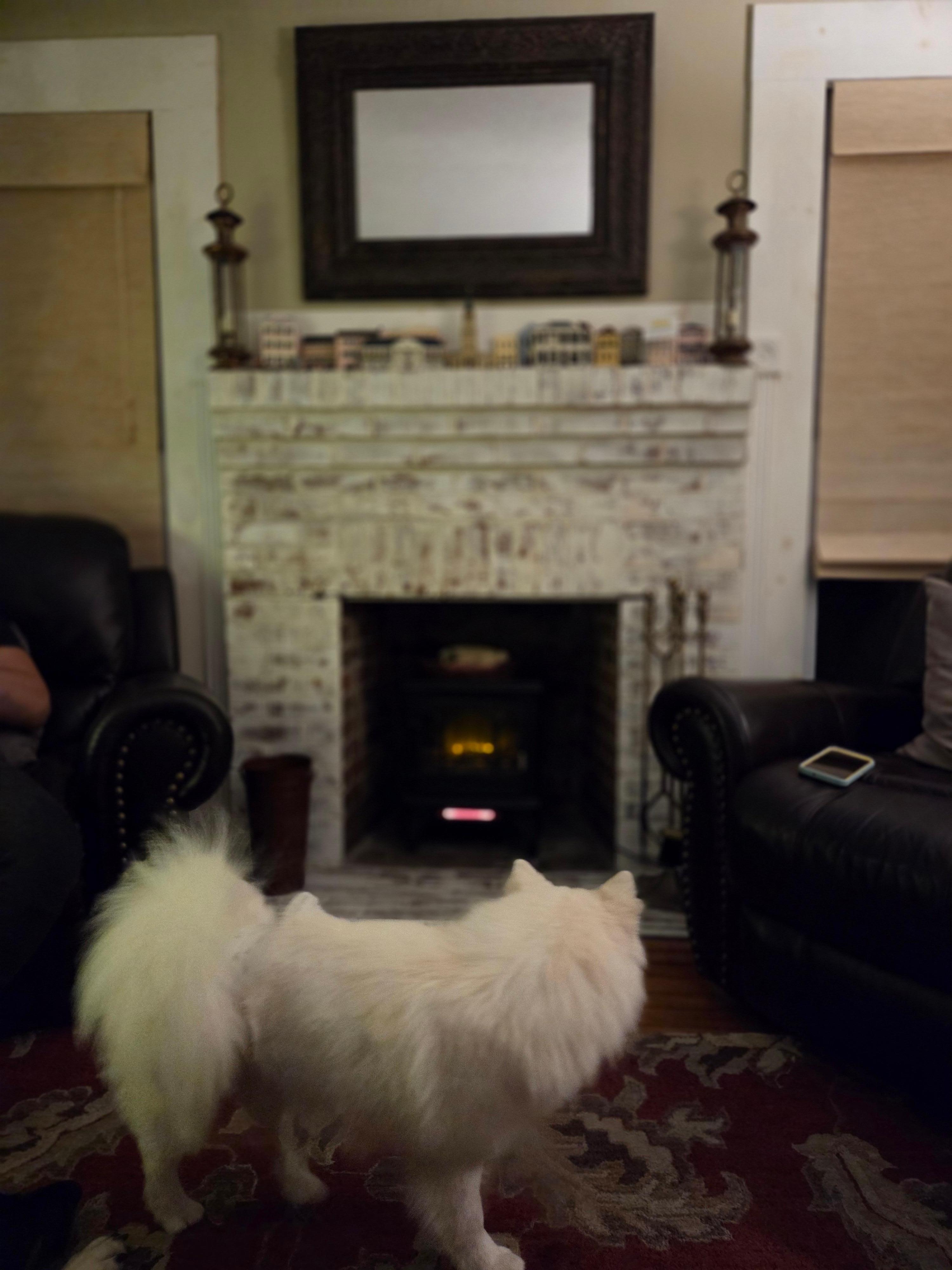 Absolutely dog friendly!