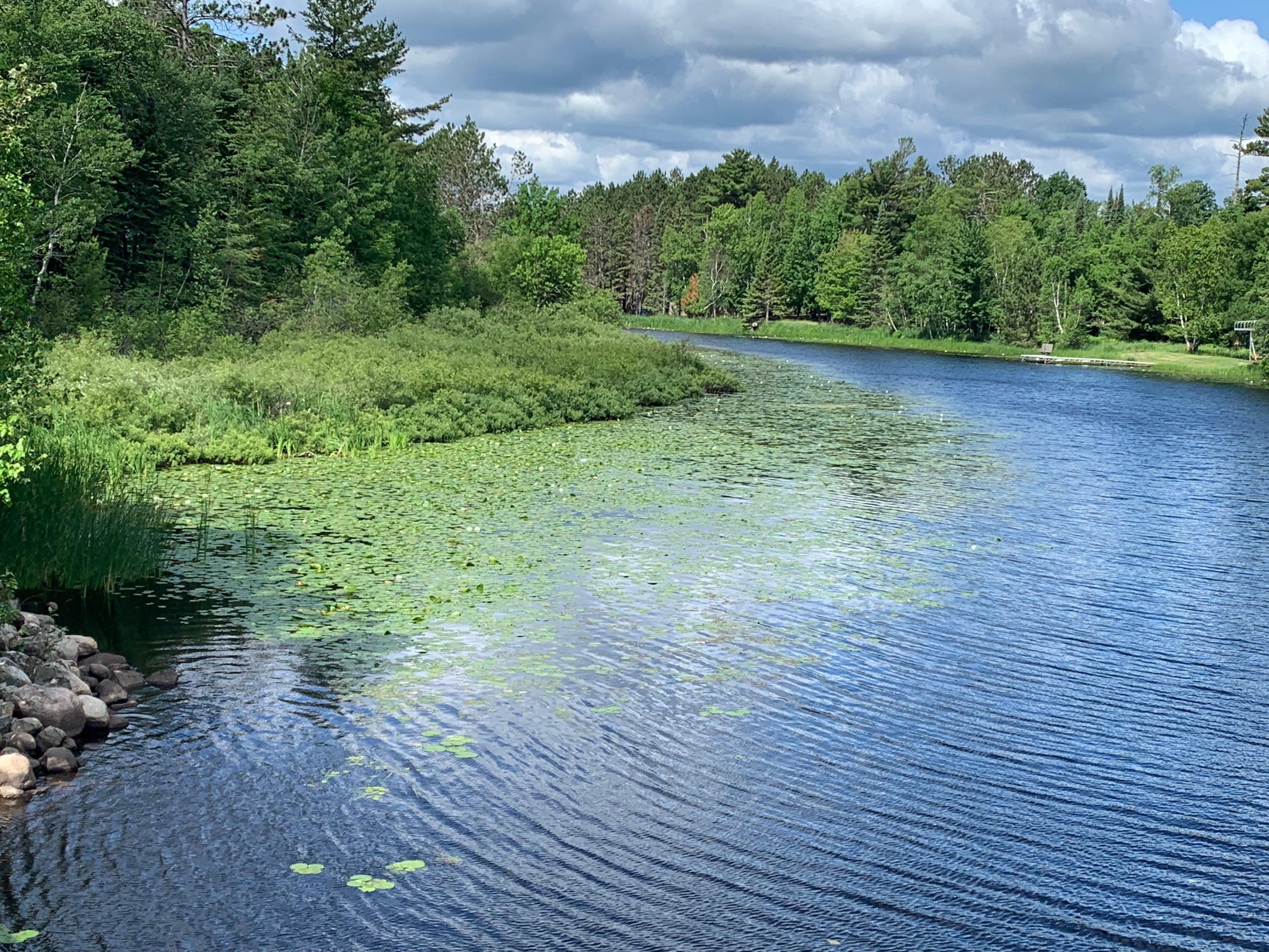 Channel in front of resort - loaded with lily pads. 