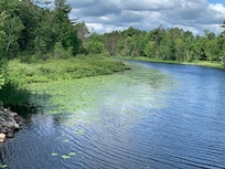 Channel in front of resort - loaded with lily pads.