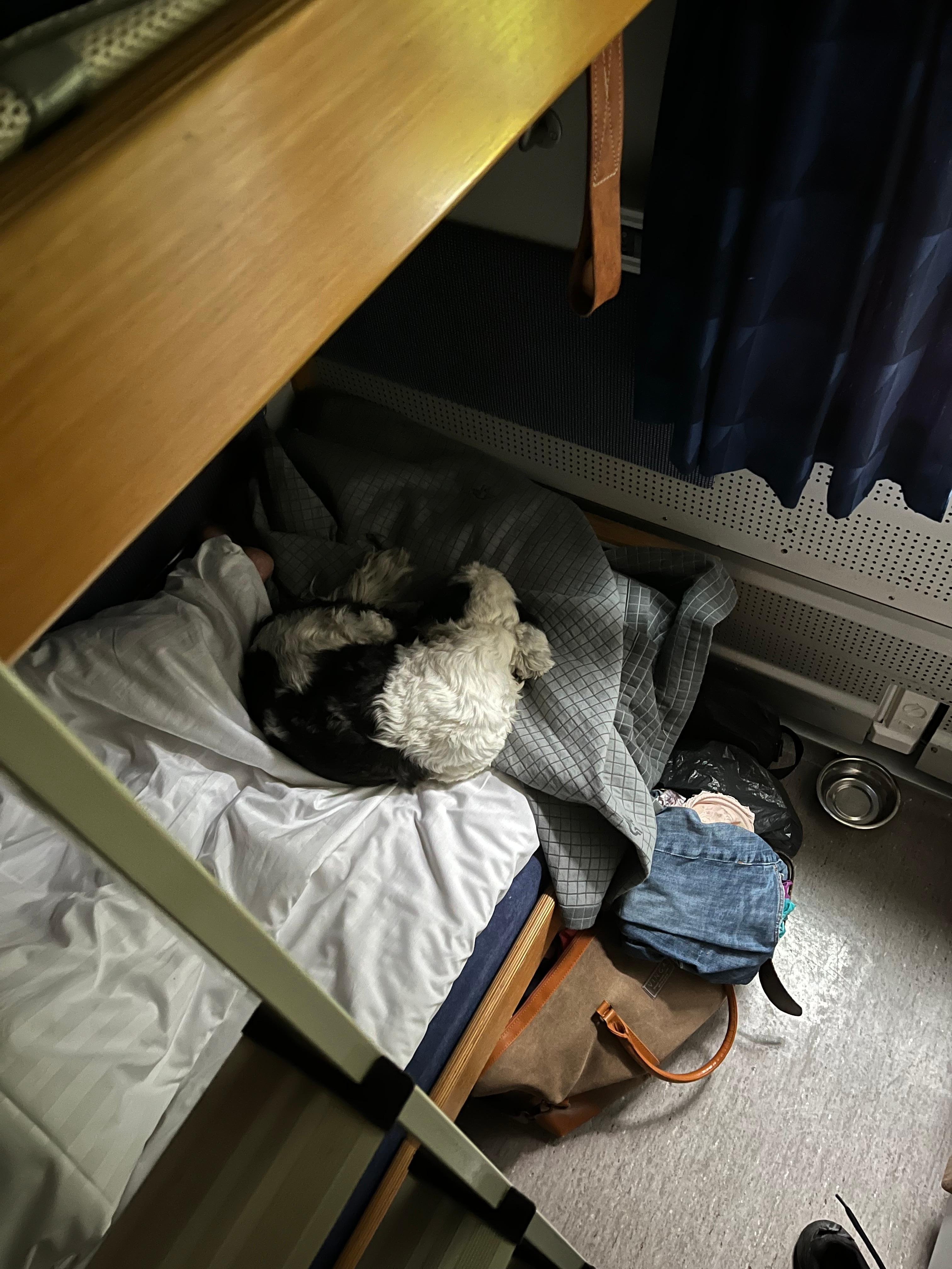 Även hundar sover gott i Sillerud