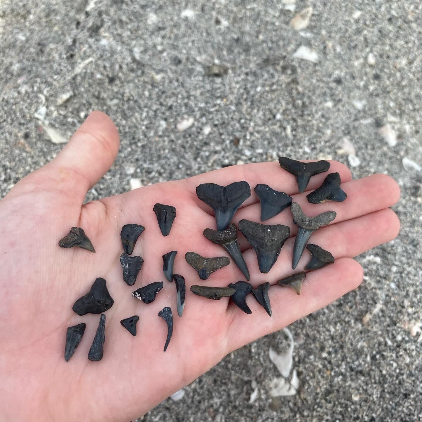 Many sharks teeth can be found!