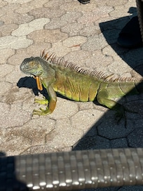 The resident iguanas at the pool, I actually liked their company
