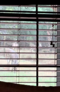 Three ladies grazing in the back yard. The buck came through about 30 minutes later.