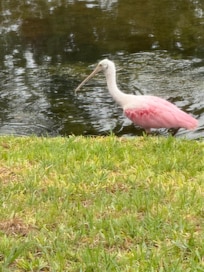 Morning entertainment