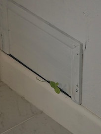 More pics of plant growing into the bedroom where in sure spiders came in as well