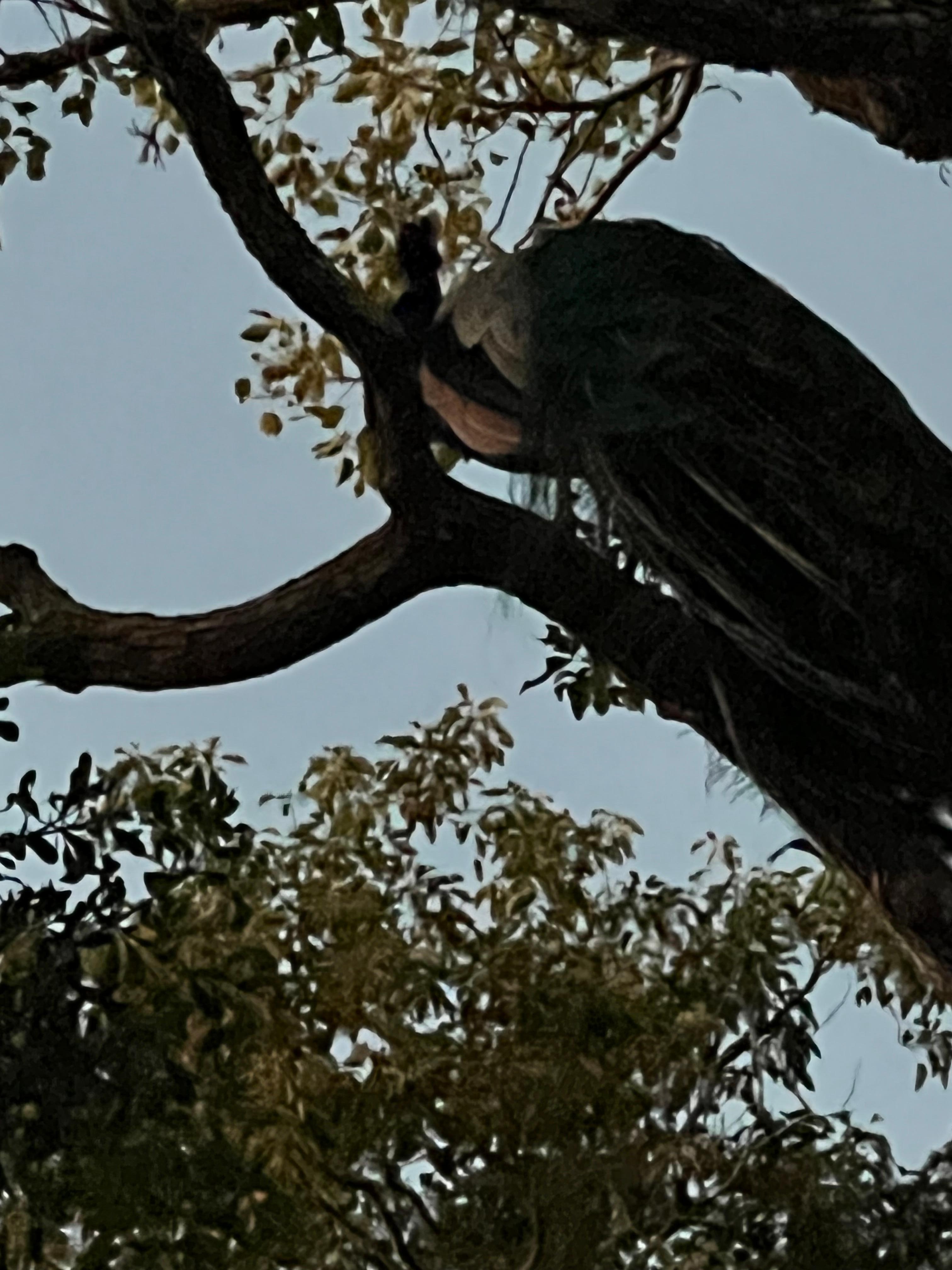 Perched for the evening 