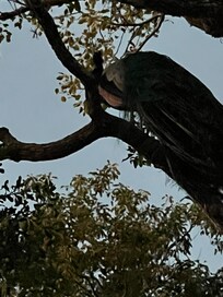 Perched for the evening