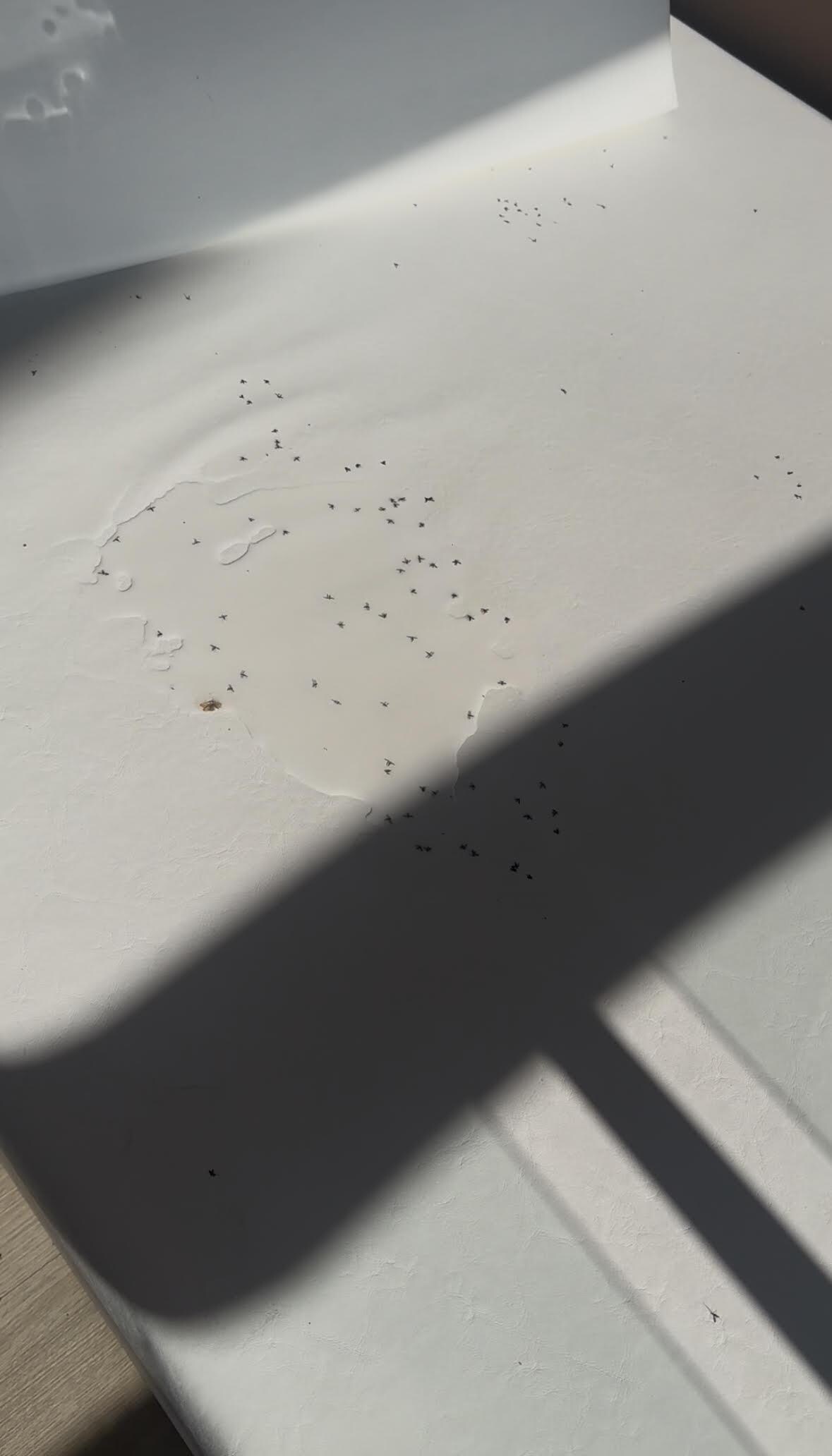 dead bugs in our deck every morning 