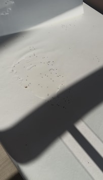 dead bugs in our deck every morning