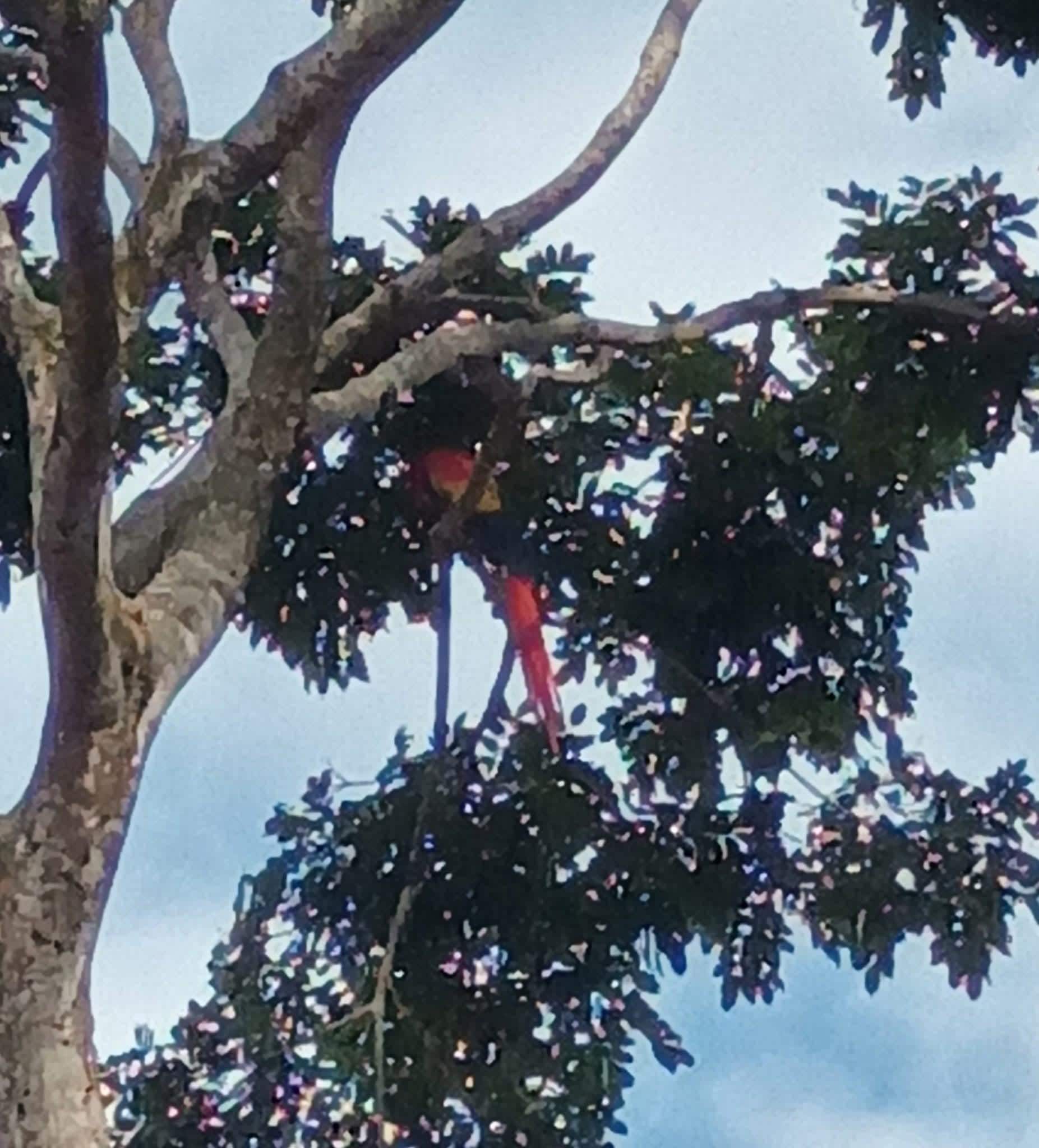 A Macaw family were living in a nearby tree, it was lovely to see them while enjoying breakfast!