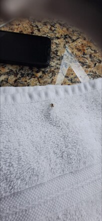 Something stuck on the towel the crying desk clerk picked it off and said it was" something from outside, we tell the housekeepers to keep the doors shut when they clean the rooms. ( really)?