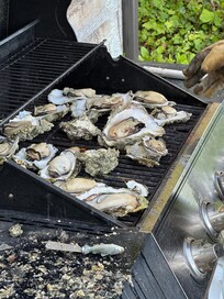 Cooking oysters dug up from beach below house