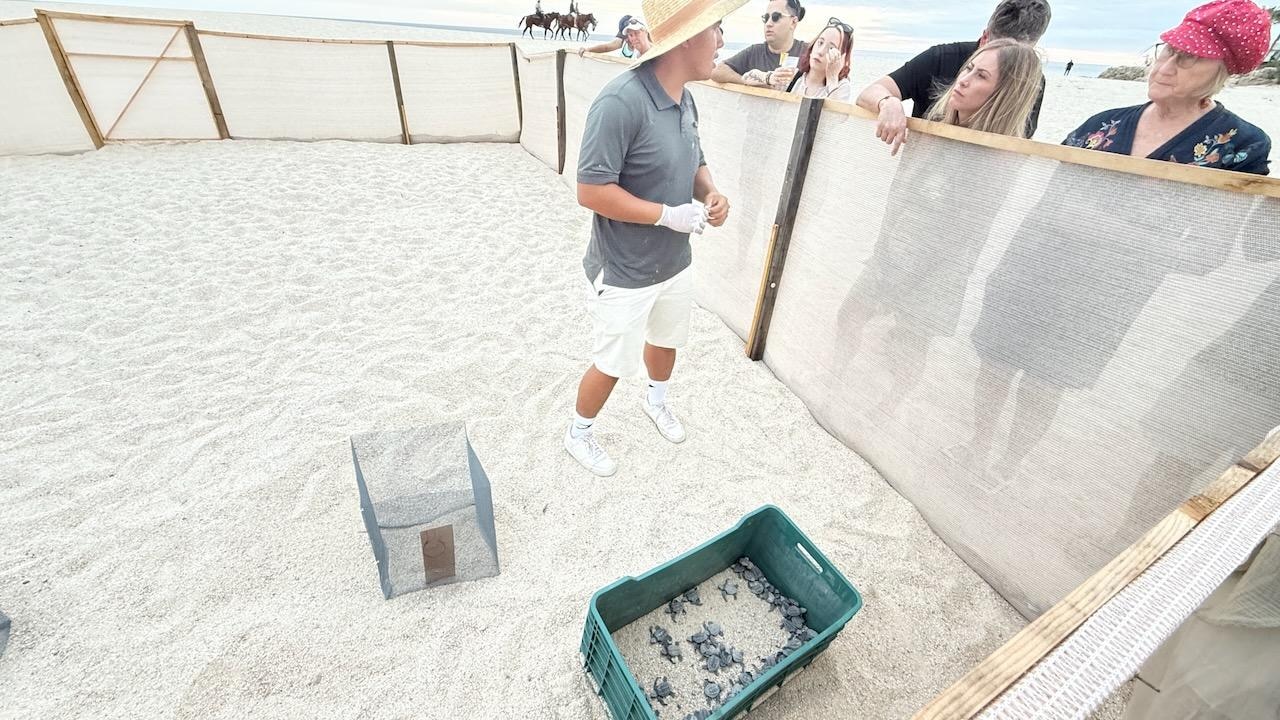 We were there when they were releasing baby turtles.  Carlos was the caretaker of the turtle hatchery on the beach and was so helpful to explain the process then the release at sunset of 60+ turtles into the ocean