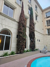 Evergreen needs attention