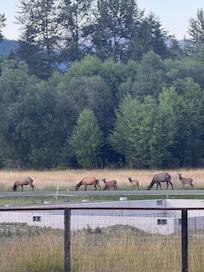 Family of elk visited