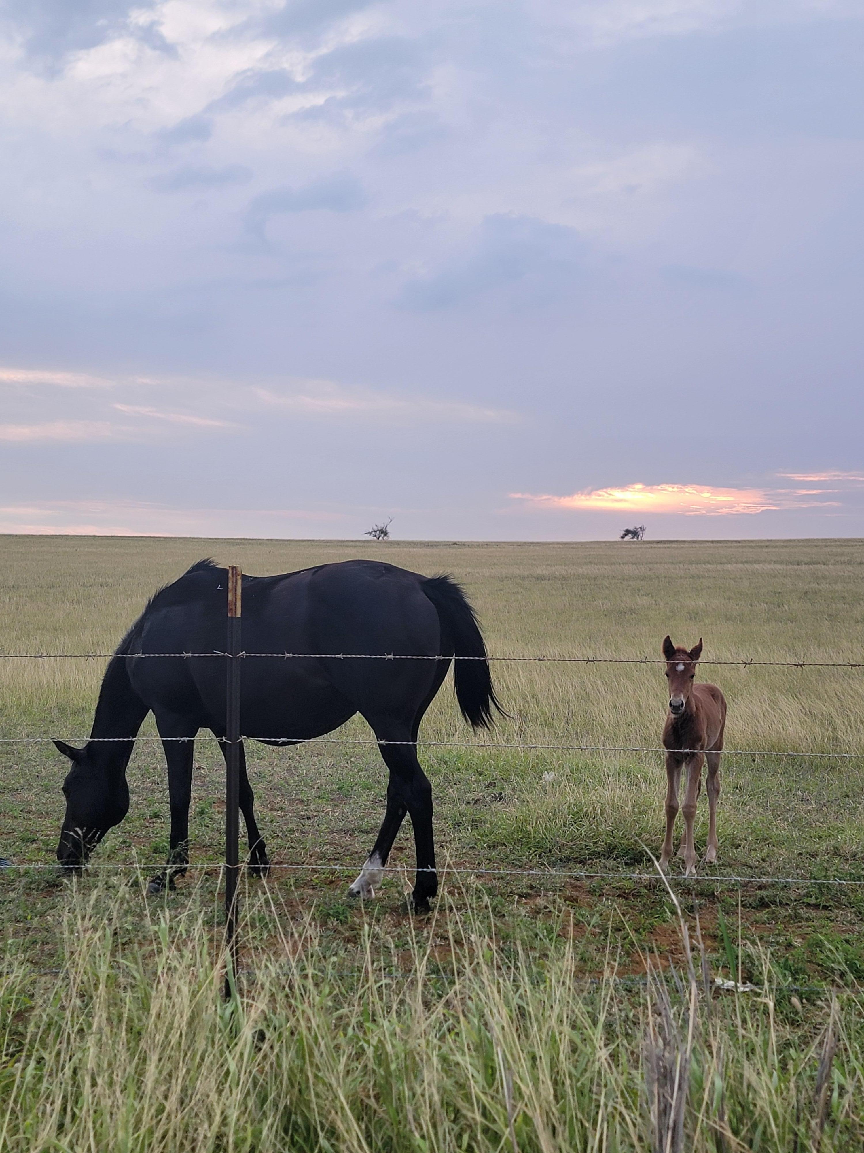 Horses down the road