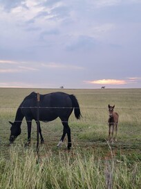 Horses down the road