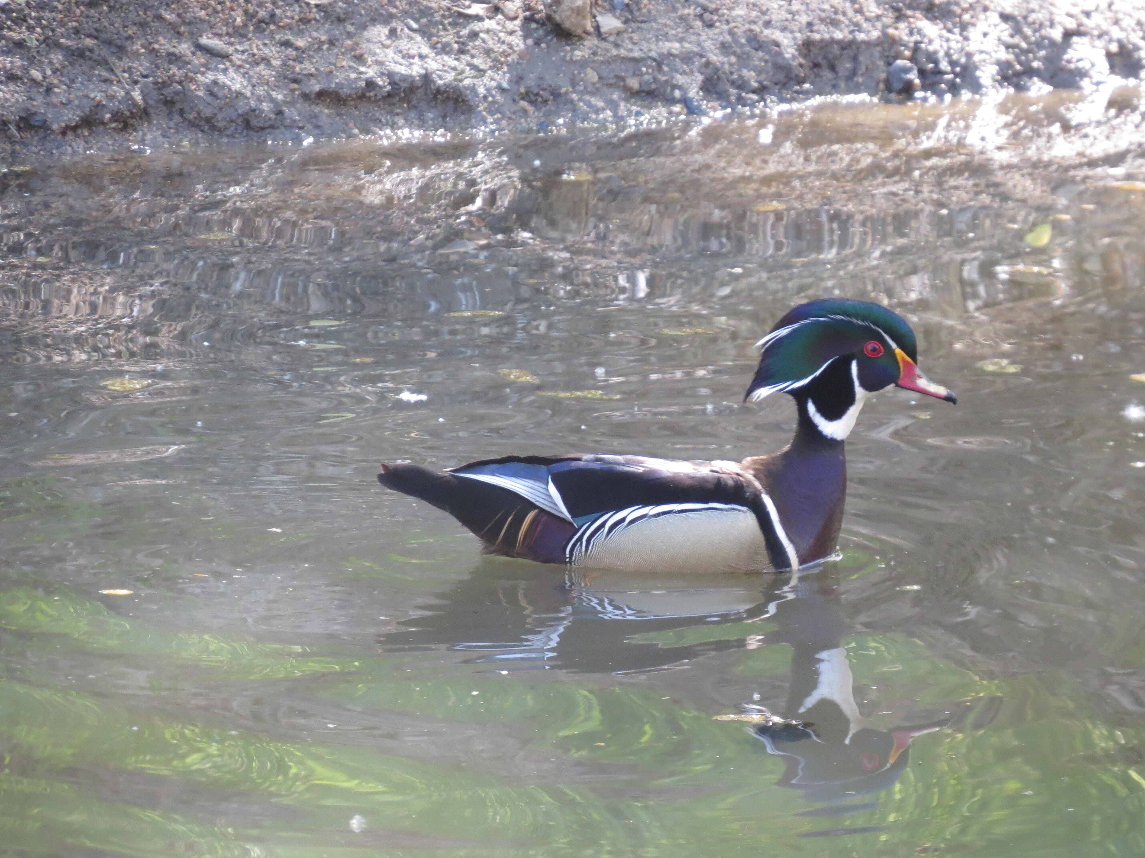 Wood duck on the pond at Heaven on Earch