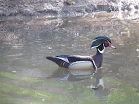 Wood duck on the pond at Heaven on Earch