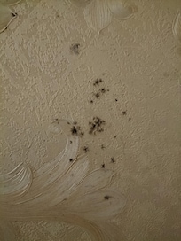 Moho en papel decorativo,muy insalubre.