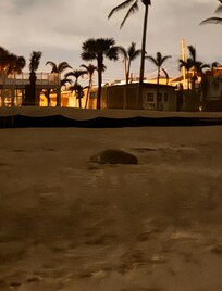 Turtle looking to nest some eggs