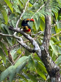 Toucan at the property