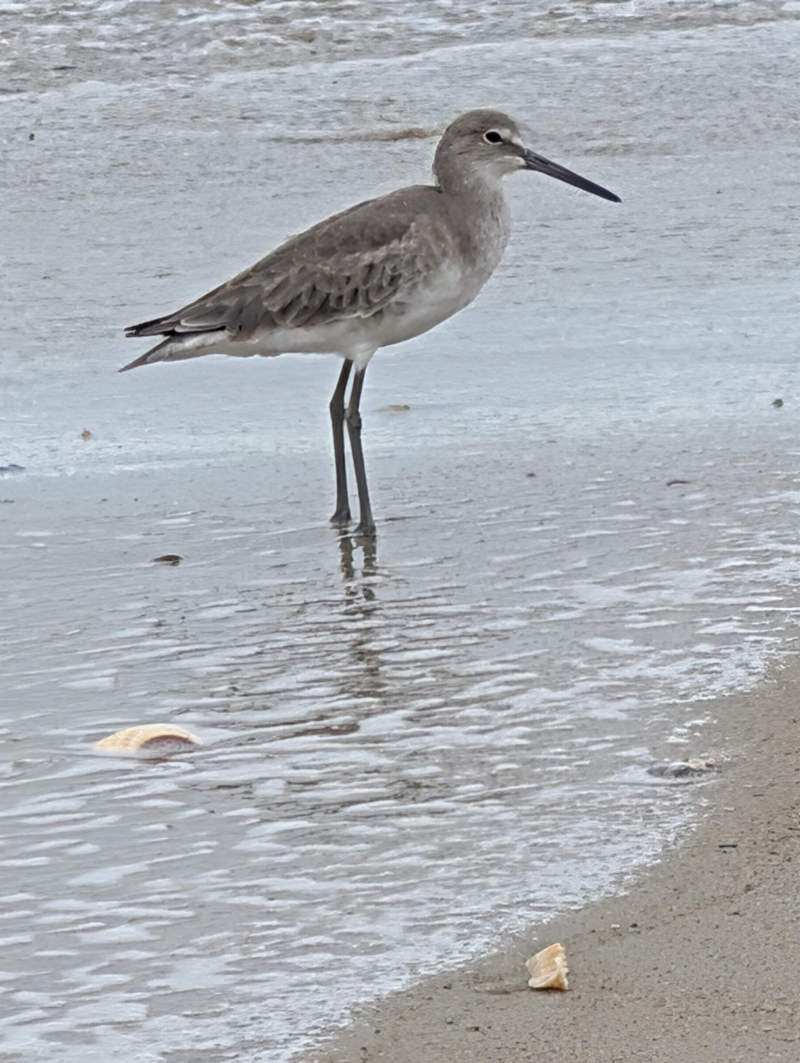 There are plenty of birds to enjoy on the beach.