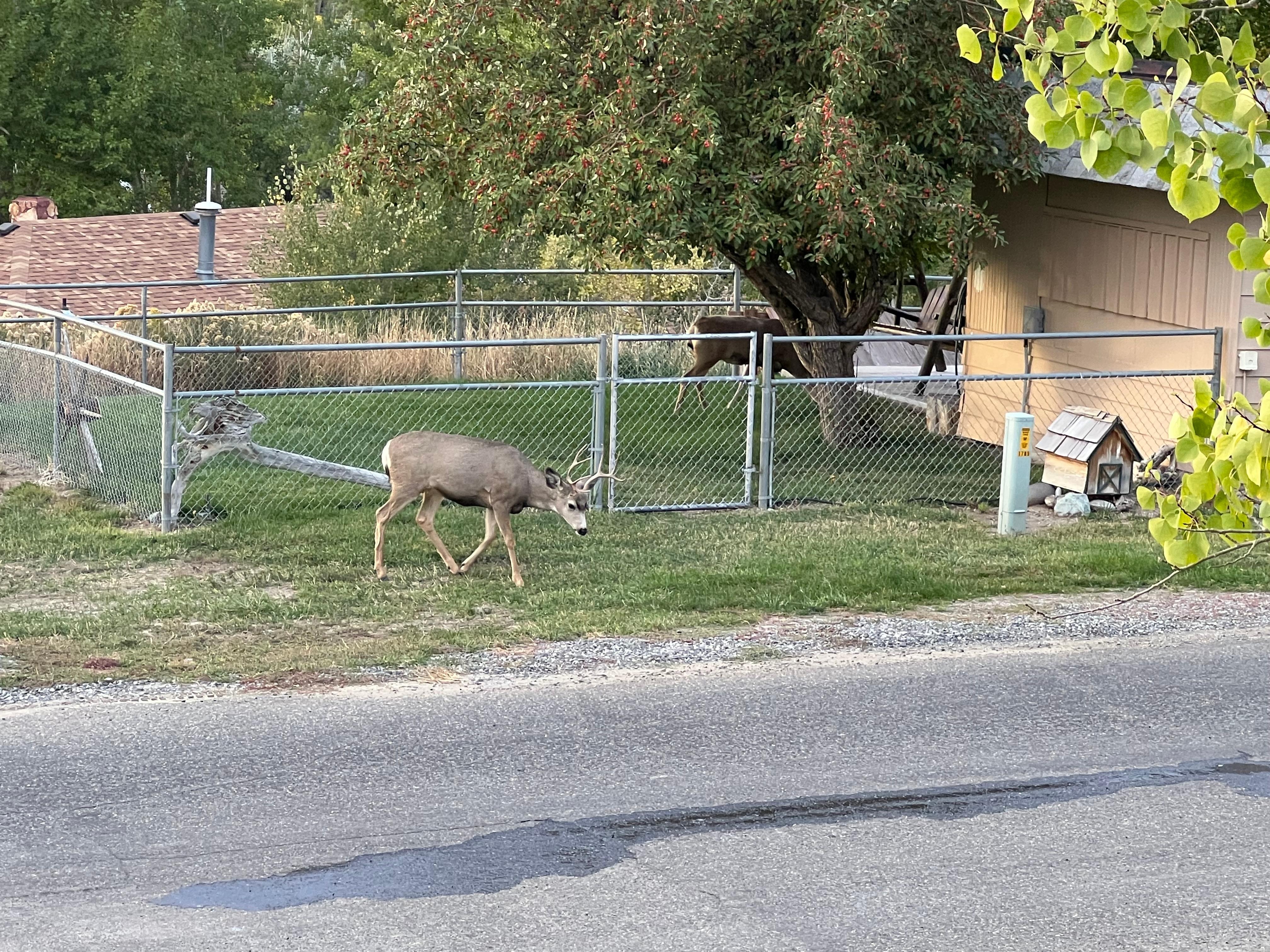 Deer in front each evening 