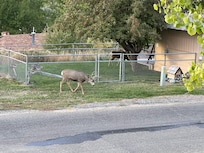 Deer in front each evening