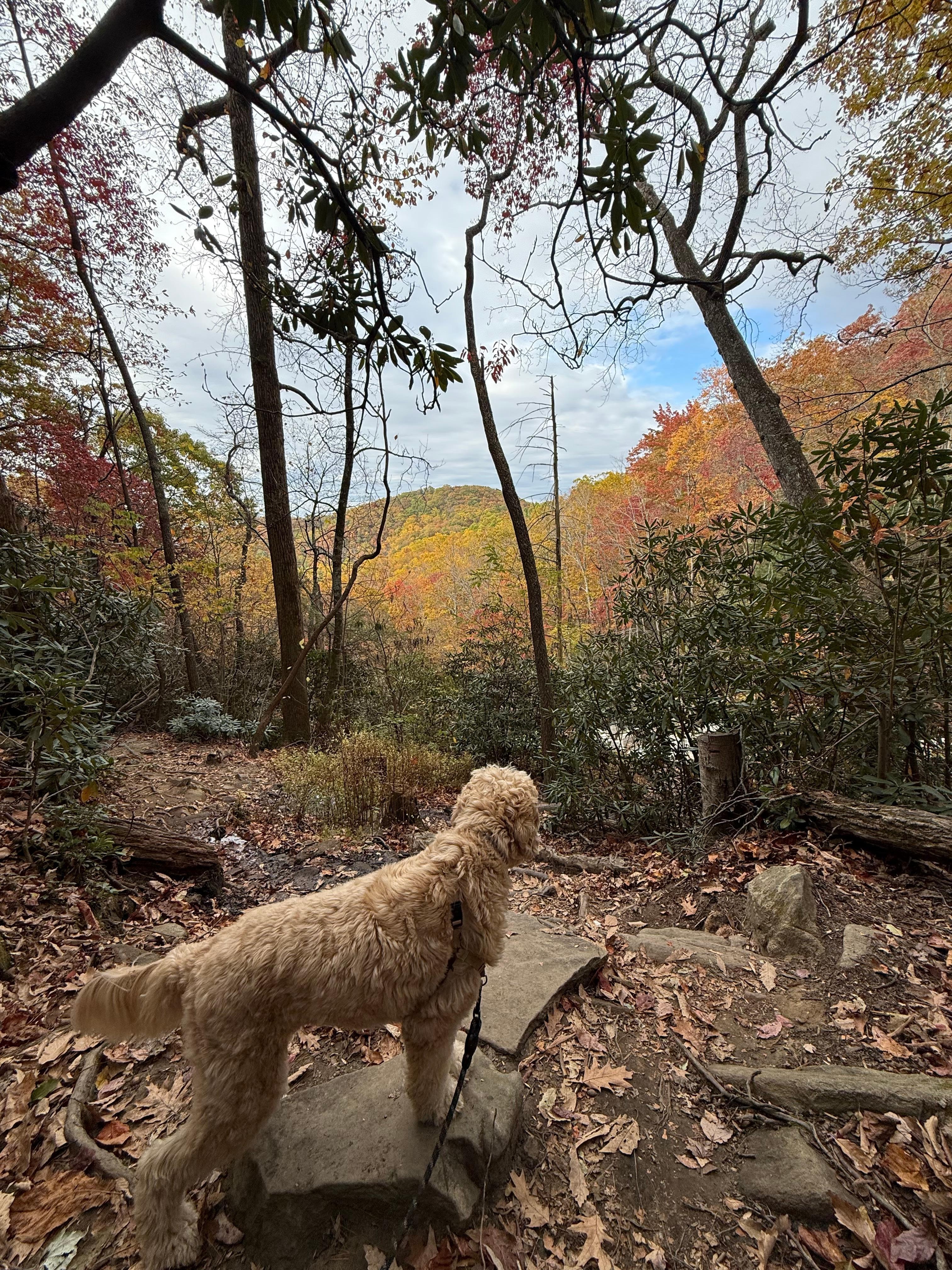Glen Burley Trail out of downtown Blowing Rock