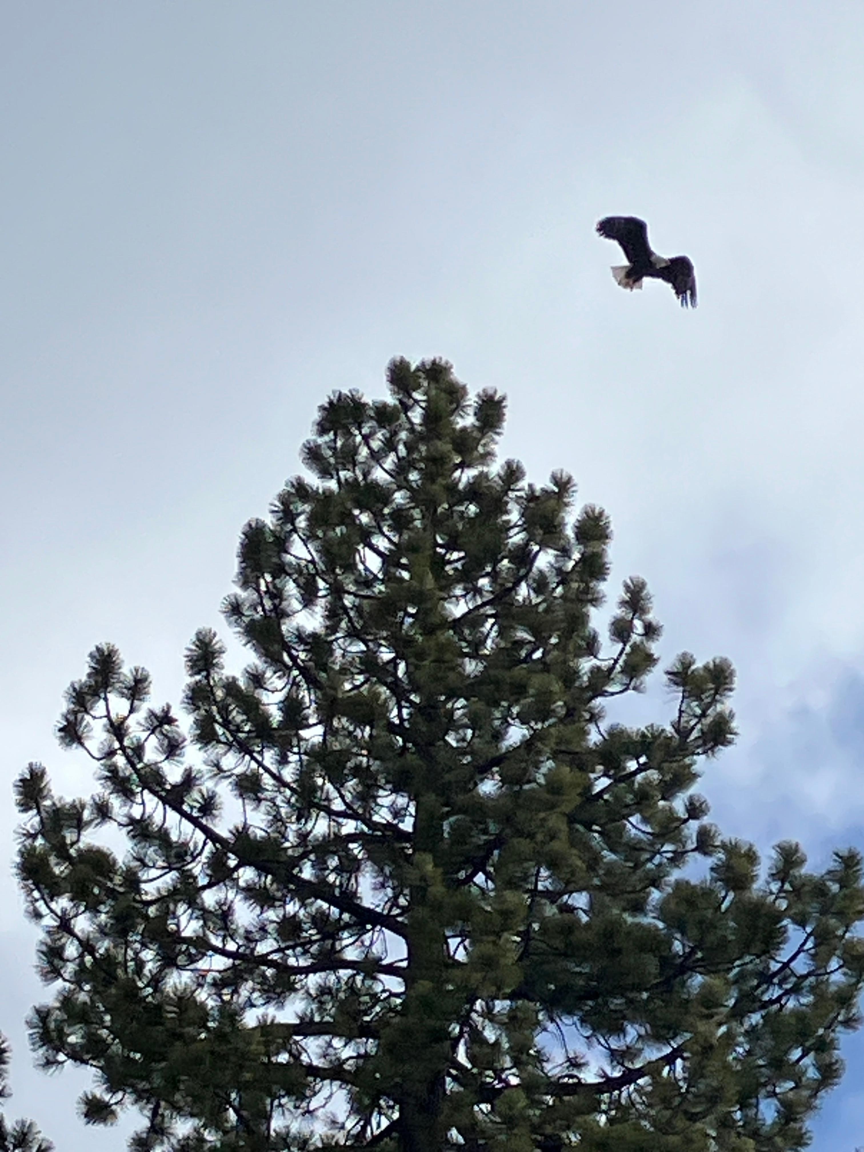 Bald Eagle taking flight!