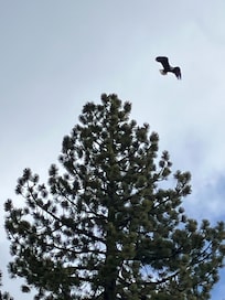 Bald Eagle taking flight!