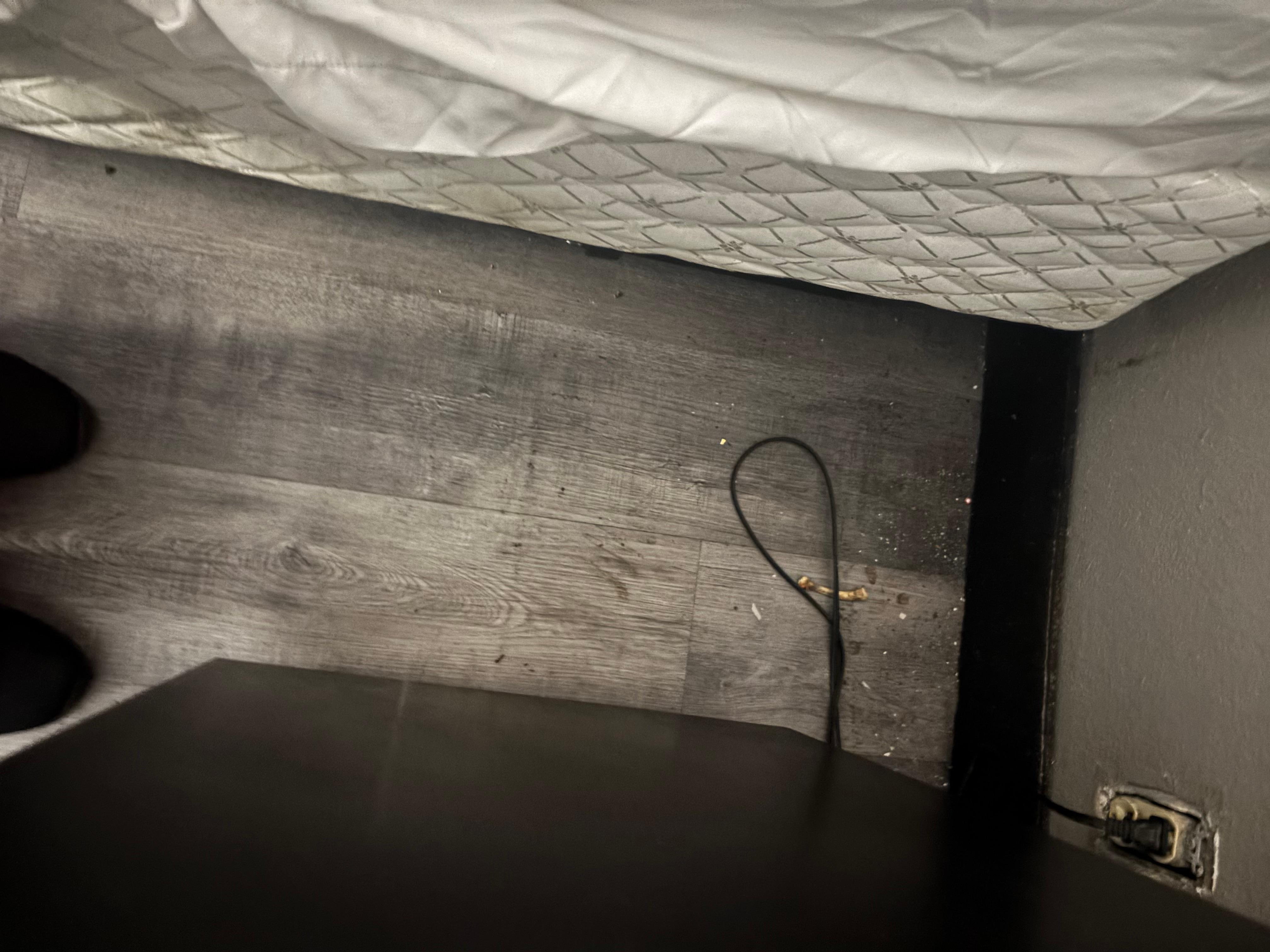 Chicken bone on floor next to bed. 