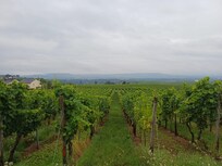 View from the neighbouring vineyard