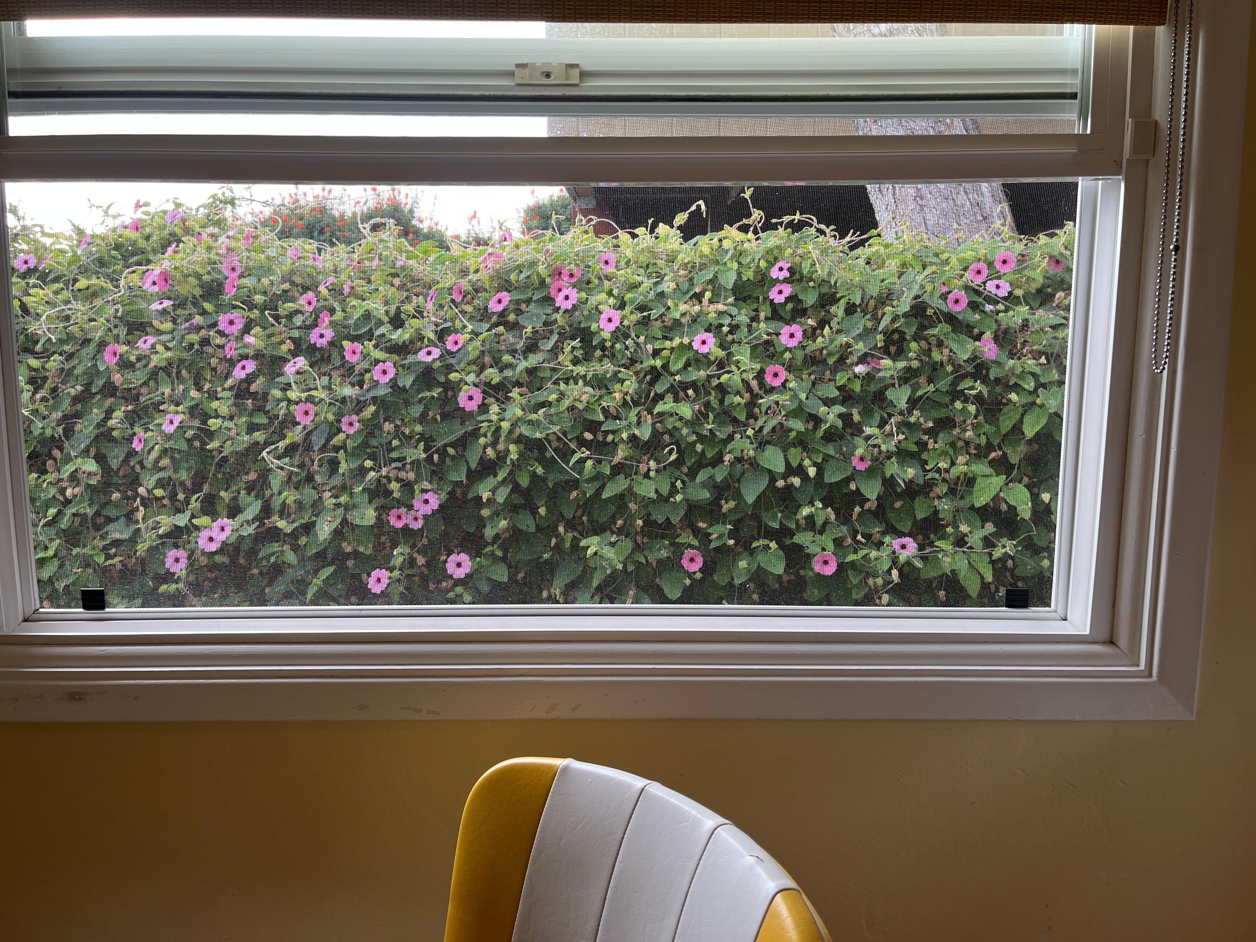 Flowers everywhere you look …even out the windows