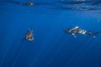 Wonderful Shark diving out of the harbor!