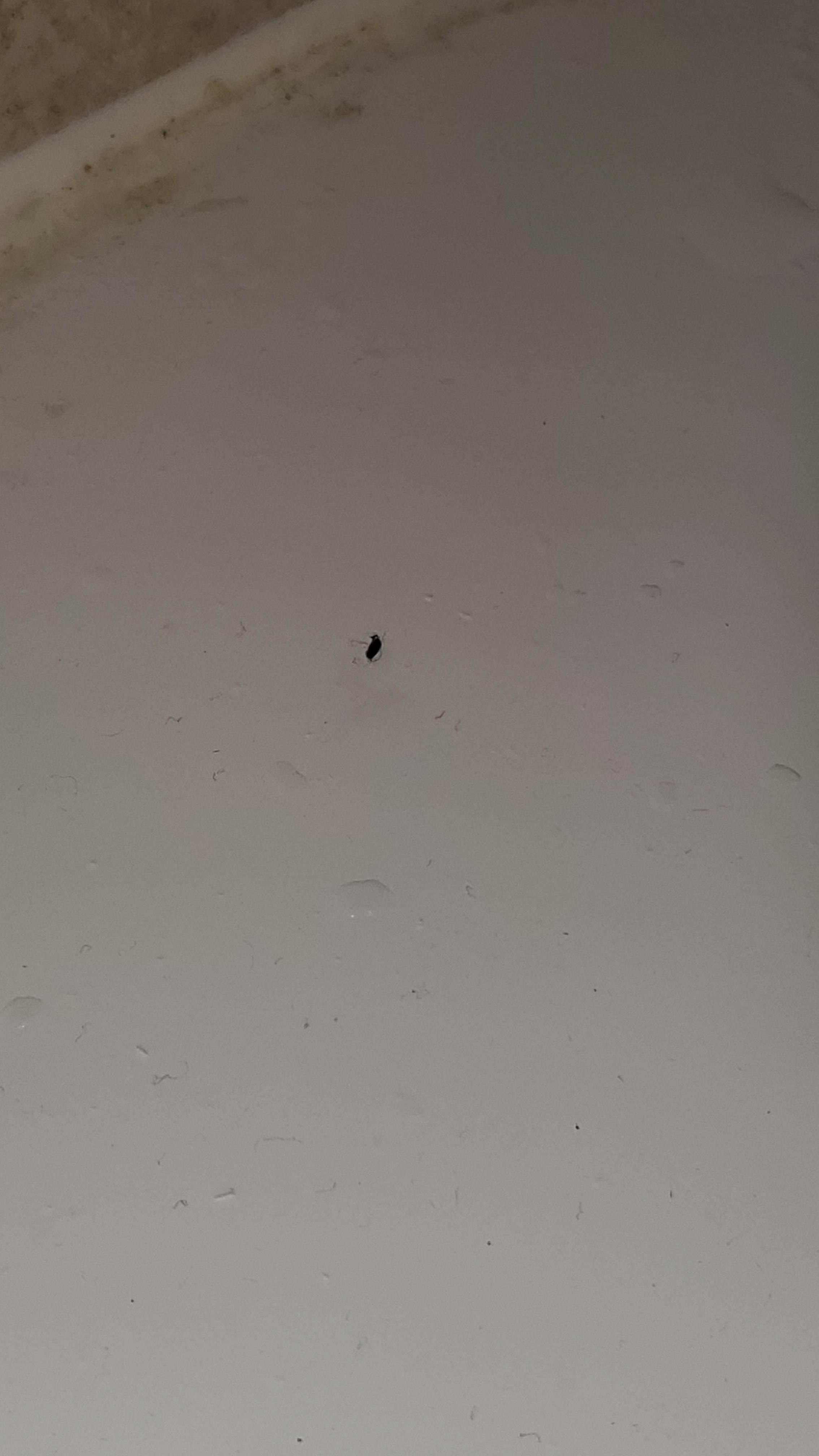 Flea on the dirty tub and the dead cockroach behind the toilet. 