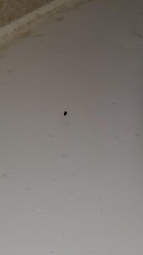 Flea on the dirty tub and the dead cockroach behind the toilet.