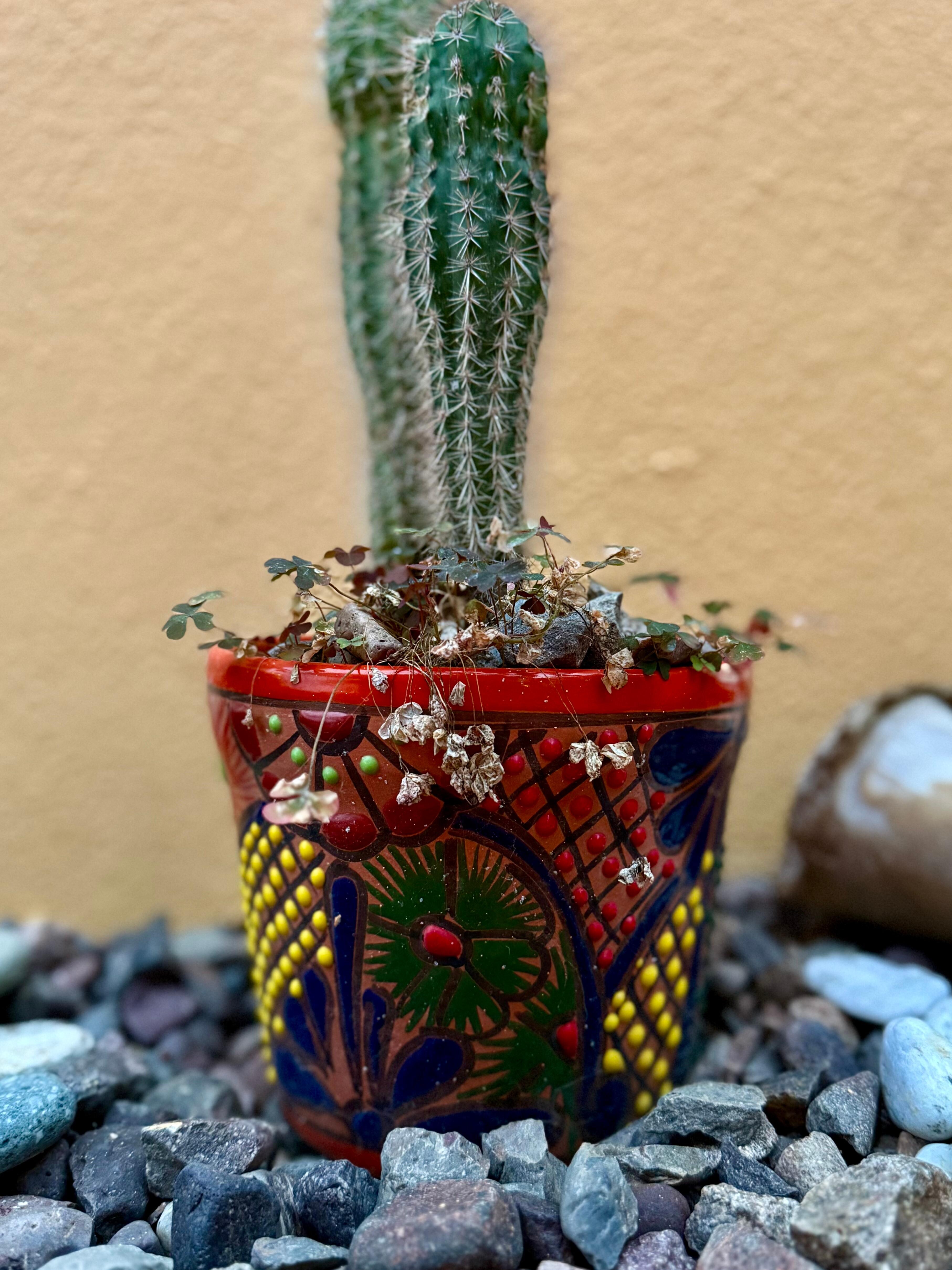 Cactus