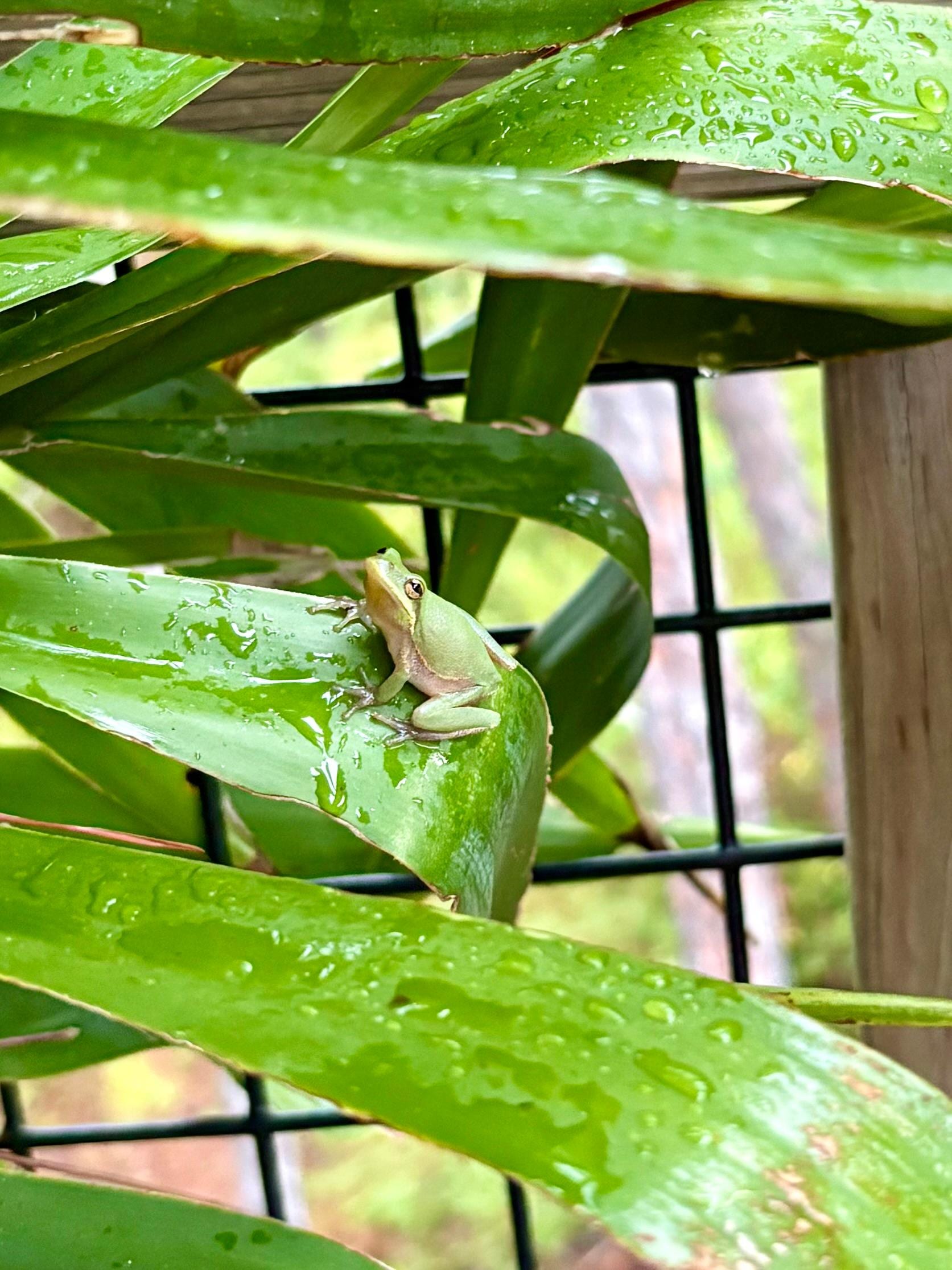 This guy hung out on the porch with us all week 