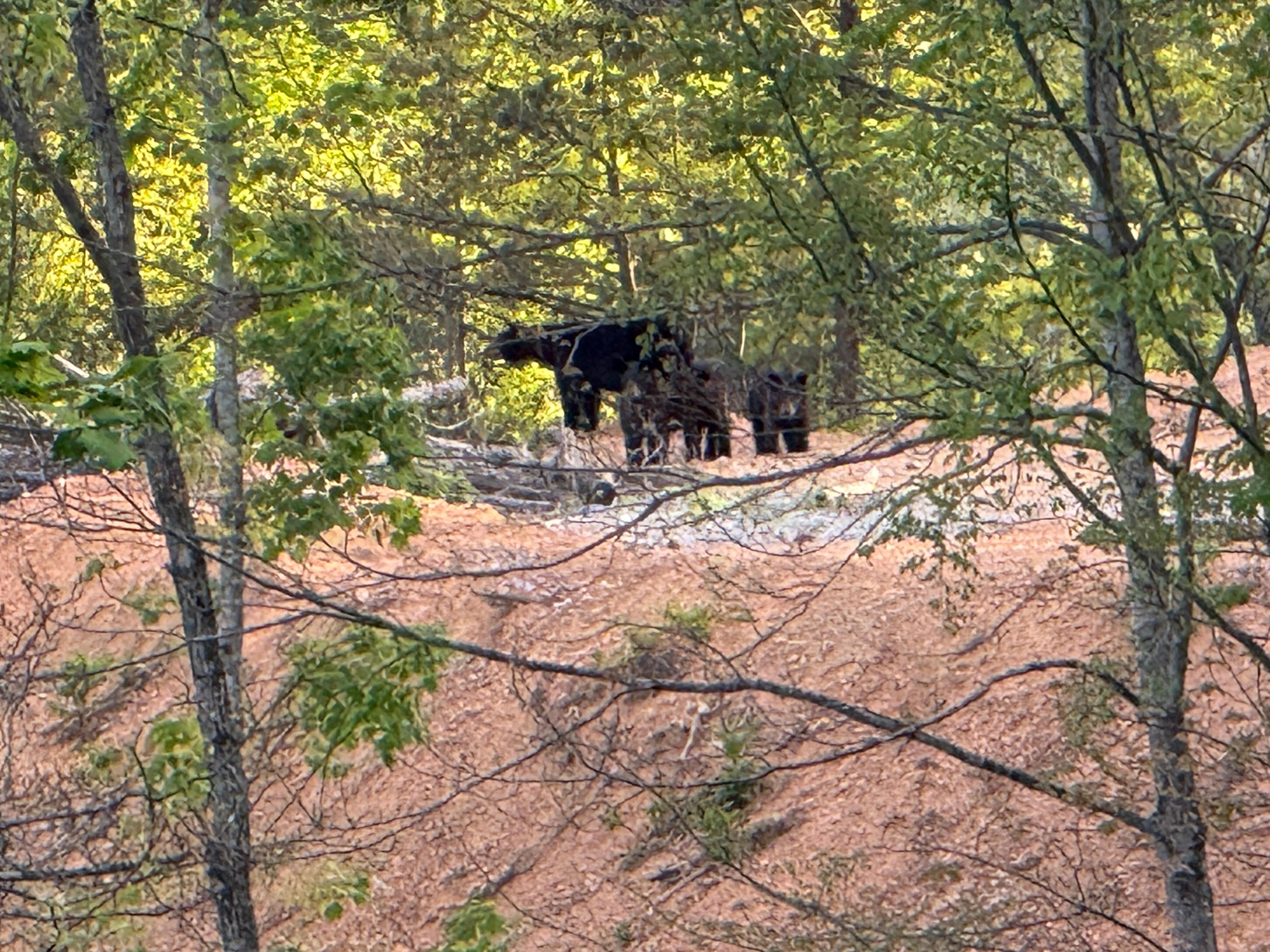 Bears on the ridge in front of the cabin.
