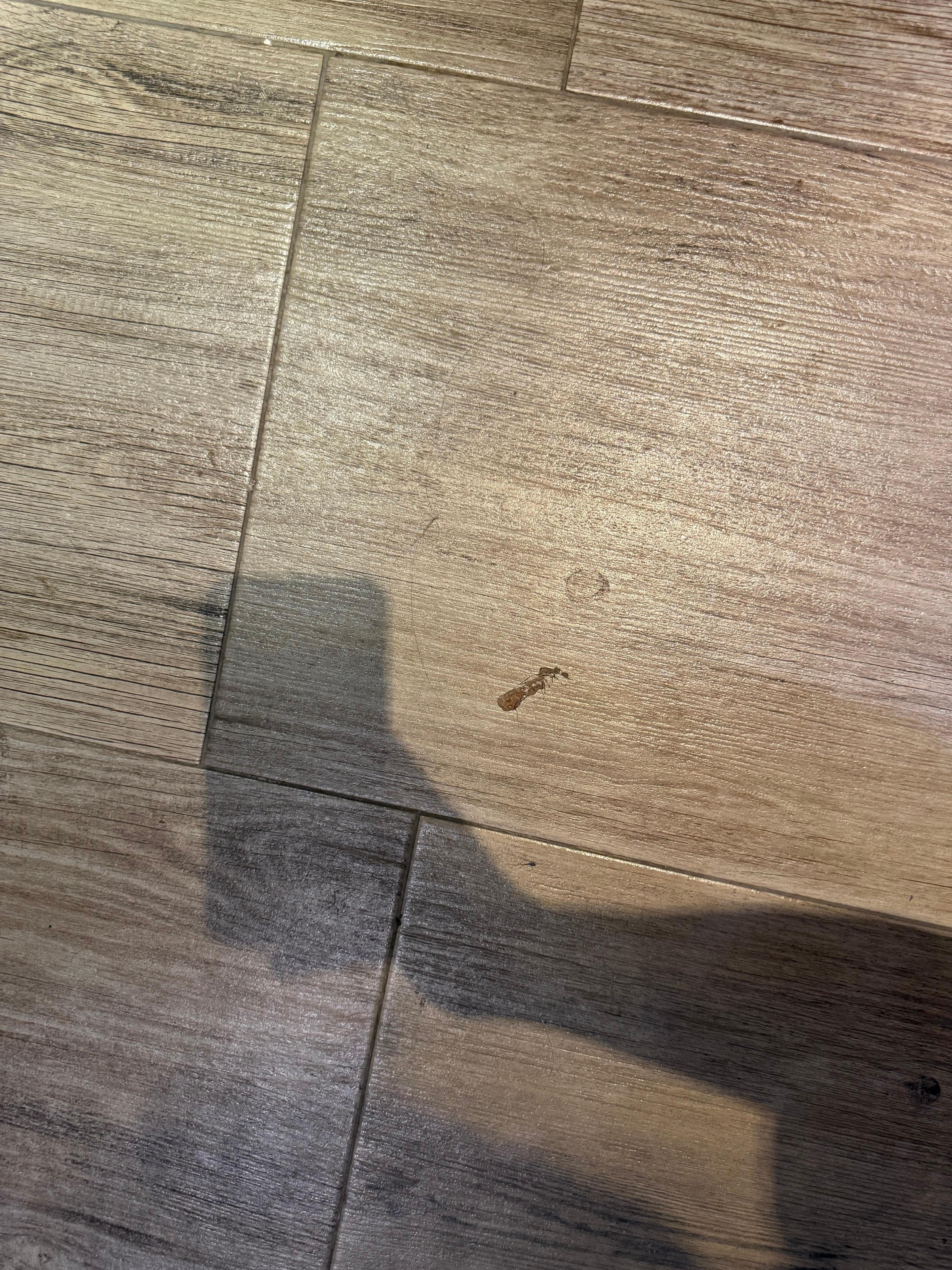 Cabellos por todo el piso 