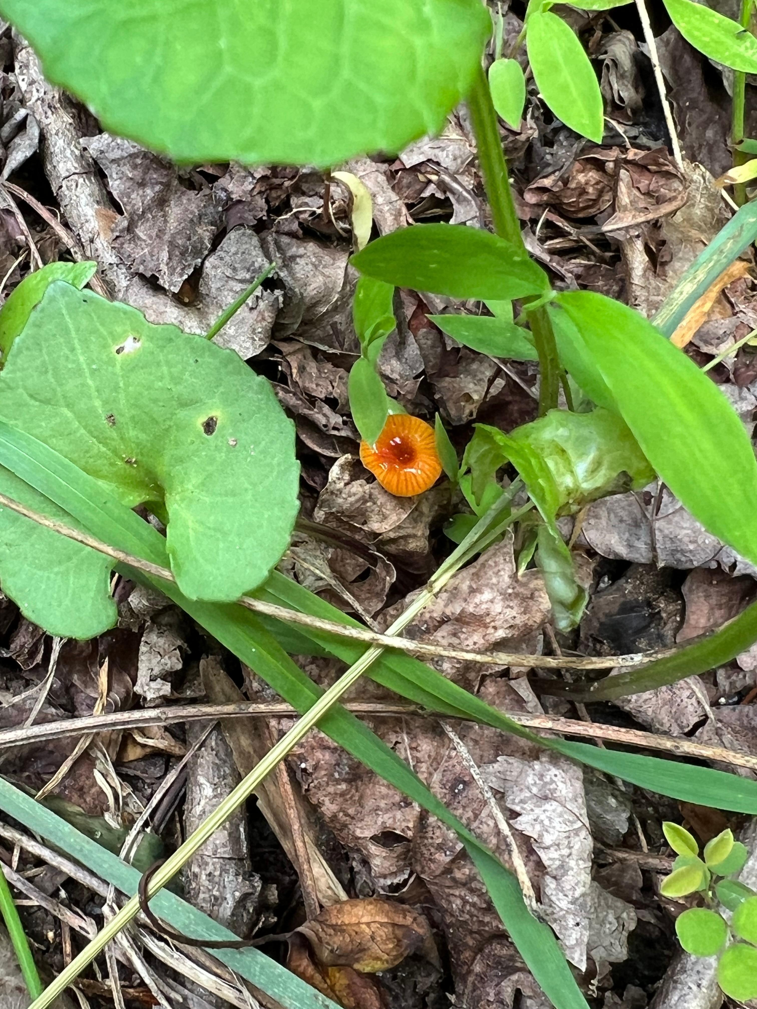 Nature walk on property 
