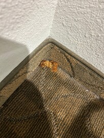 Chicken on the floor! How do you miss this?!??!!