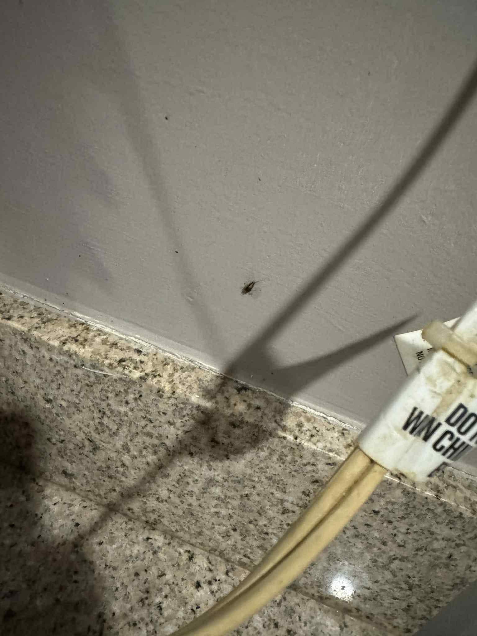 Roach on bathroom wall