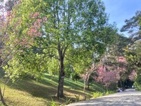敷地内のあちこちに花が溢れています
