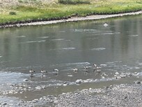 Geese fly in every day